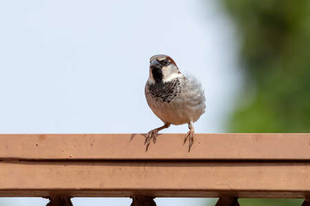 House Sparrow of the species Passer domesticusの写真素材