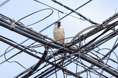 House Sparrow of the species Passer domesticusの写真素材