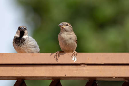 House Sparrow of the species Passer domesticusの写真素材