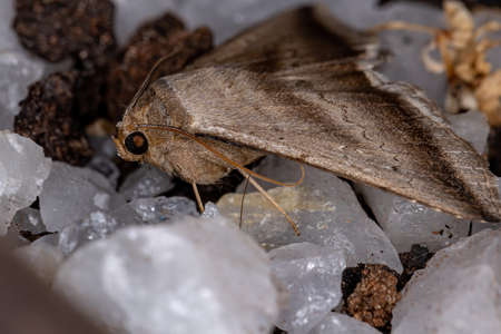 Underwing Moth of the Family Erebidaeの写真素材