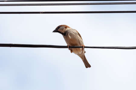 House Sparrow of the species Passer domesticusの写真素材