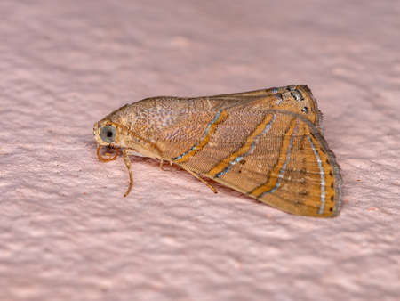 Underwing moth of the species Eulepidotis caeruleilineaの写真素材