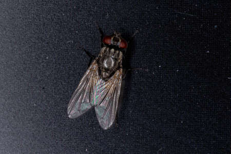 House Fly of the species Musca domesticaの写真素材