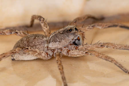 Wolf Spider of the Family Lycosidaeの写真素材