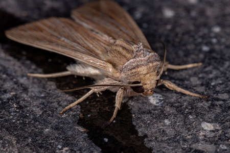 Wainscot Moth of the Tribe Leucaniiniの写真素材