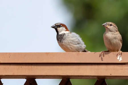 House Sparrow of the species Passer domesticusの写真素材