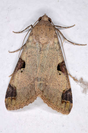Graphic Owlet Moth of the Tribe Melipotiniの写真素材