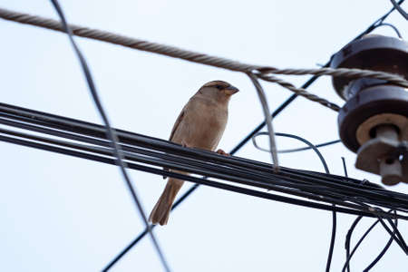 House Sparrow of the species Passer domesticusの写真素材