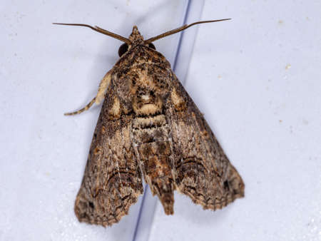 Euteliid Moth of the Family Euteliidaeの写真素材