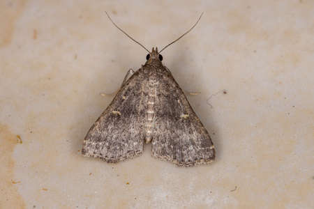 Litter Moth of the Subfamily Herminiinaeの写真素材