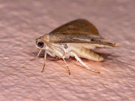 Underwing moth of the species Eulepidotis caeruleilineaの写真素材
