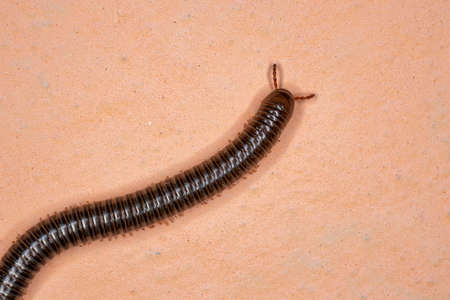 Parajulid Millipede of the Family Parajulidae with selective focusの写真素材