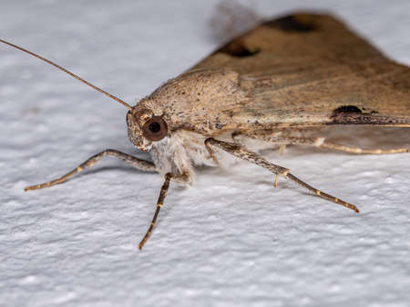 Graphic Owlet Moth of the Tribe Melipotiniの写真素材