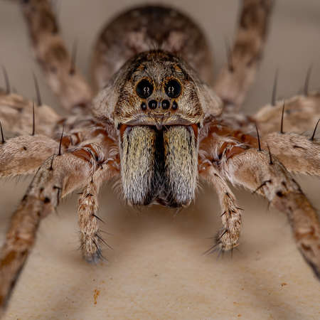 Wolf Spider of the Family Lycosidaeの写真素材