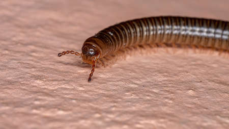 Parajulid Millipede of the Family Parajulidae with selective focusの写真素材