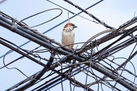 House Sparrow of the species Passer domesticusの写真素材