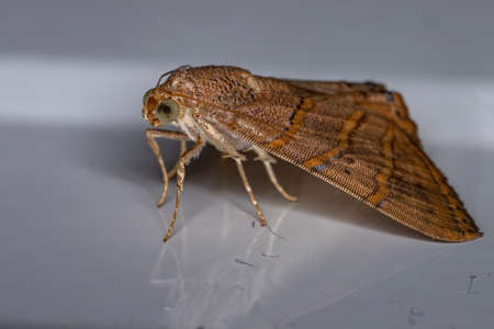 Underwing moth of the species Eulepidotis caeruleilineaの写真素材