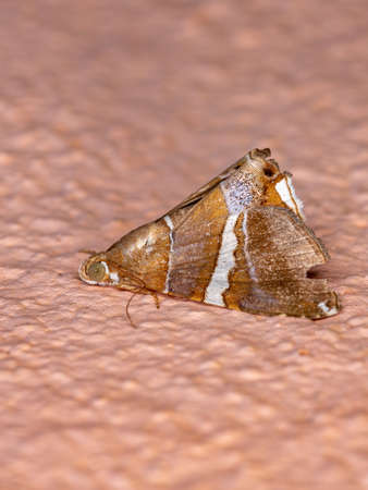 Underwing moth of the Genus Eulepidotisの写真素材