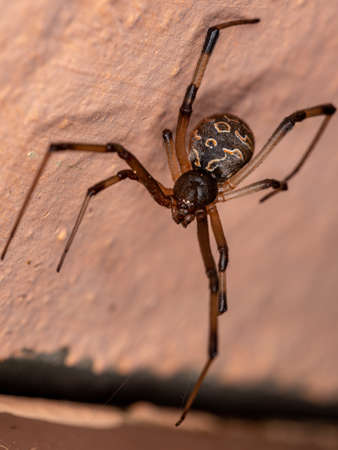 Brown Widow of the species Latrodectus geometricusの写真素材