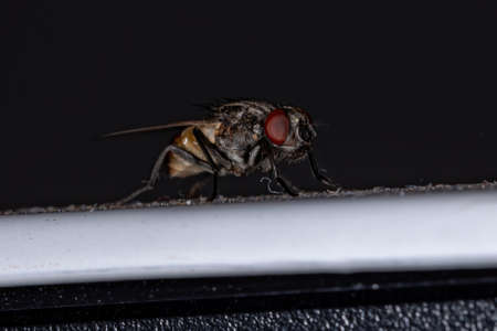 House Fly of the species Musca domesticaの写真素材