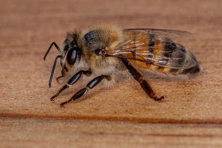Western Honey Bee of the species Apis melliferaの写真素材