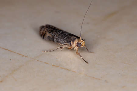 Knot-horn Moth of the Subfamily Phycitinaeの写真素材