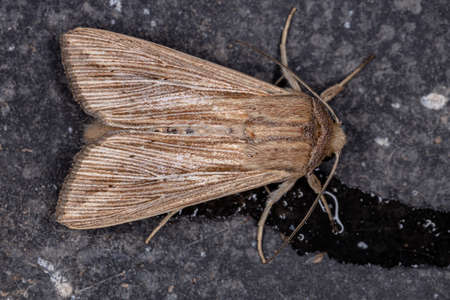 Wainscot Moth of the Tribe Leucaniiniの写真素材