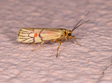 Lichen Moth of the Tribe Lithosiiniの写真素材