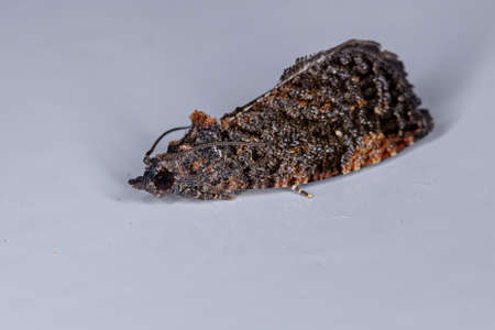 Olethreutine Leafroller Moth of the species Gymnandrosoma aurantianumの写真素材