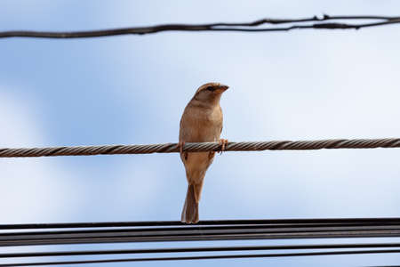 House Sparrow of the species Passer domesticusの写真素材