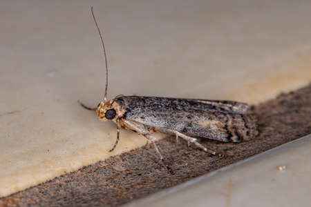Knot-horn Moth of the Subfamily Phycitinaeの写真素材