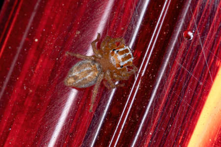 Jumping Spider of the Genus Chiraの写真素材