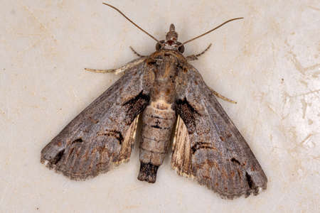Euteliid Moth of the Family Euteliidaeの写真素材