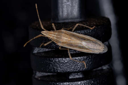 Stink Bug of the Genus Mecideaの写真素材