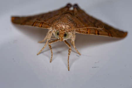 Underwing moth of the species Eulepidotis caeruleilineaの写真素材