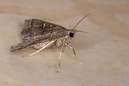 Litter Moth of the Subfamily Herminiinaeの写真素材