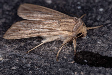 Wainscot Moth of the Tribe Leucaniiniの写真素材