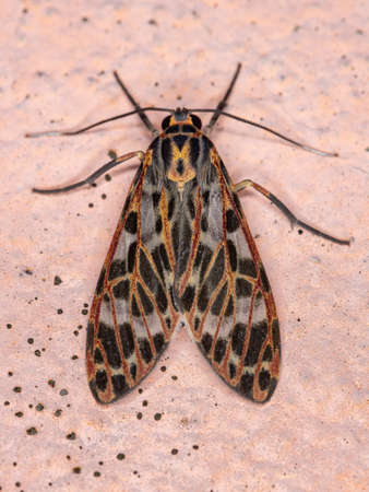 Tiger moth of the species Heliura rhodophilaの写真素材