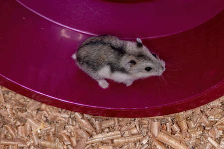 Campbell's dwarf hamster of the species Phodopus campbelliの写真素材