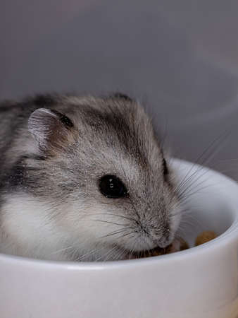 Campbell's dwarf hamster of the species Phodopus campbelliの写真素材