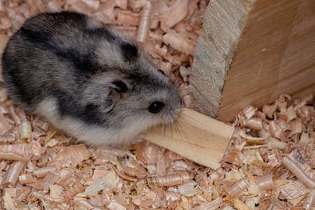 Campbell's dwarf hamster of the species Phodopus campbelli