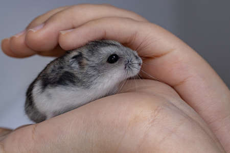 Campbell's dwarf hamster of the species Phodopus campbelliの写真素材