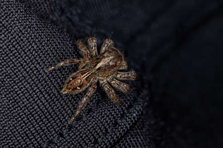 Jumping Spider of the species Plexippus paykulli