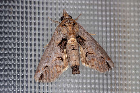 Euteliid Moth of the Family Euteliidaeの写真素材
