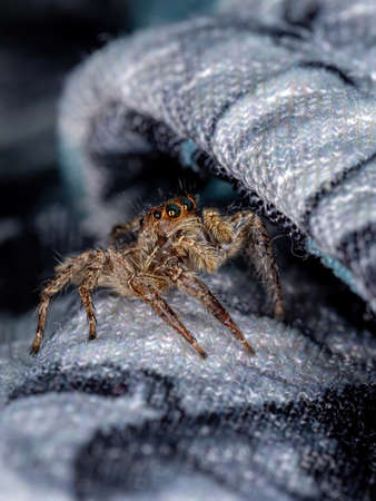 Jumping Spider of the species Plexippus paykulli
