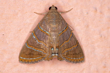 Underwing moth of the species Eulepidotis caeruleilineaの写真素材