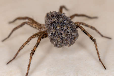 Wolf spider of the family Lycosidae carrying the young in the abdomenの写真素材