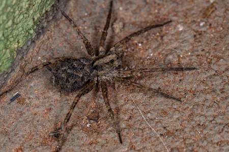 Wolf spider of the family Lycosidae carrying the young in the abdomenの写真素材