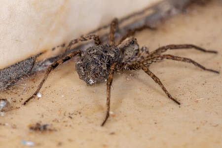 Wolf spider of the family Lycosidae carrying the young in the abdomenの写真素材