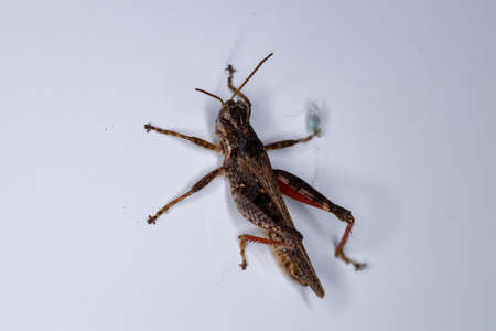 Spur-throated Grasshopper of the genus Baeacris